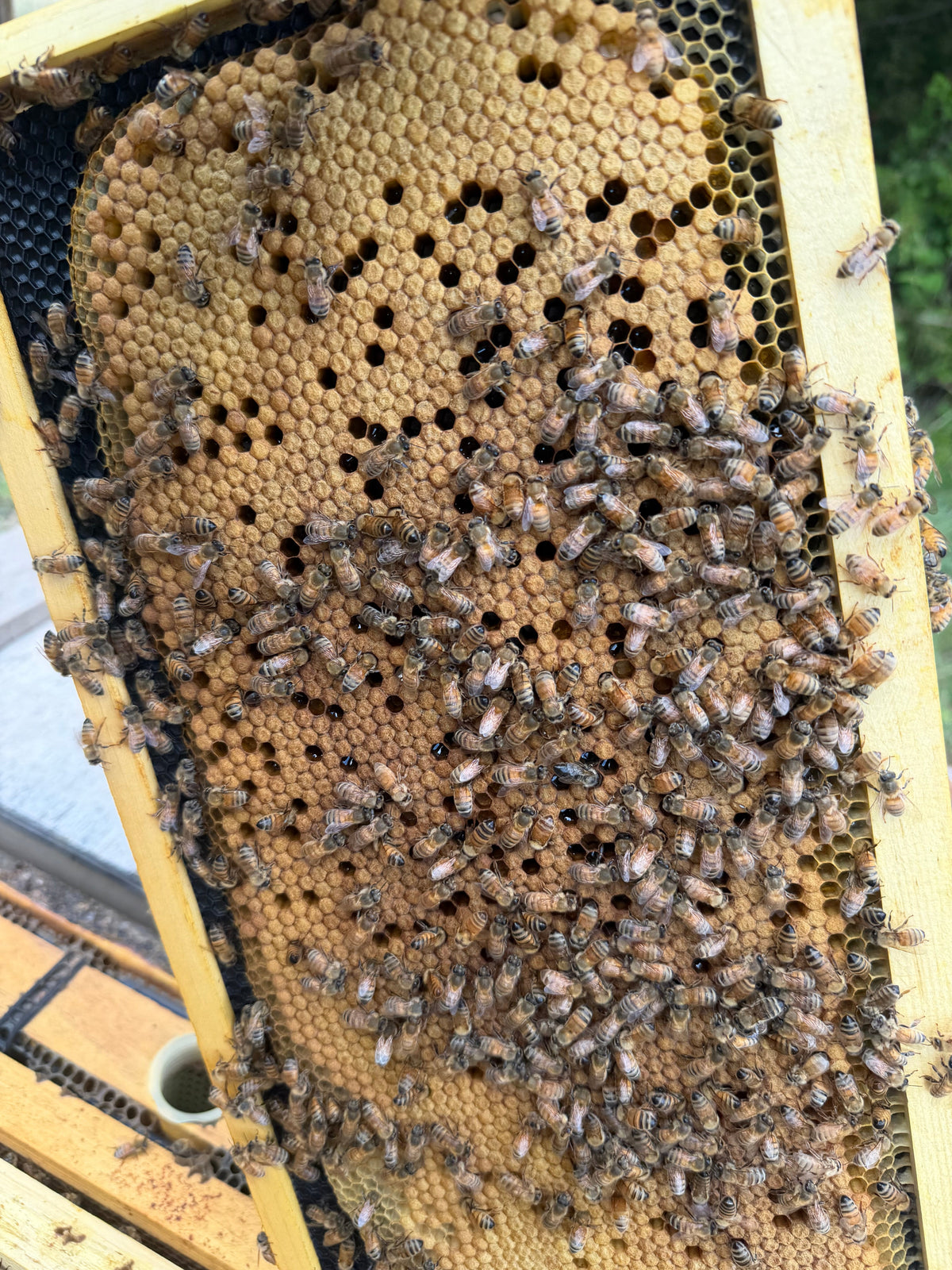 Bee Talk with Darren’s Apiary