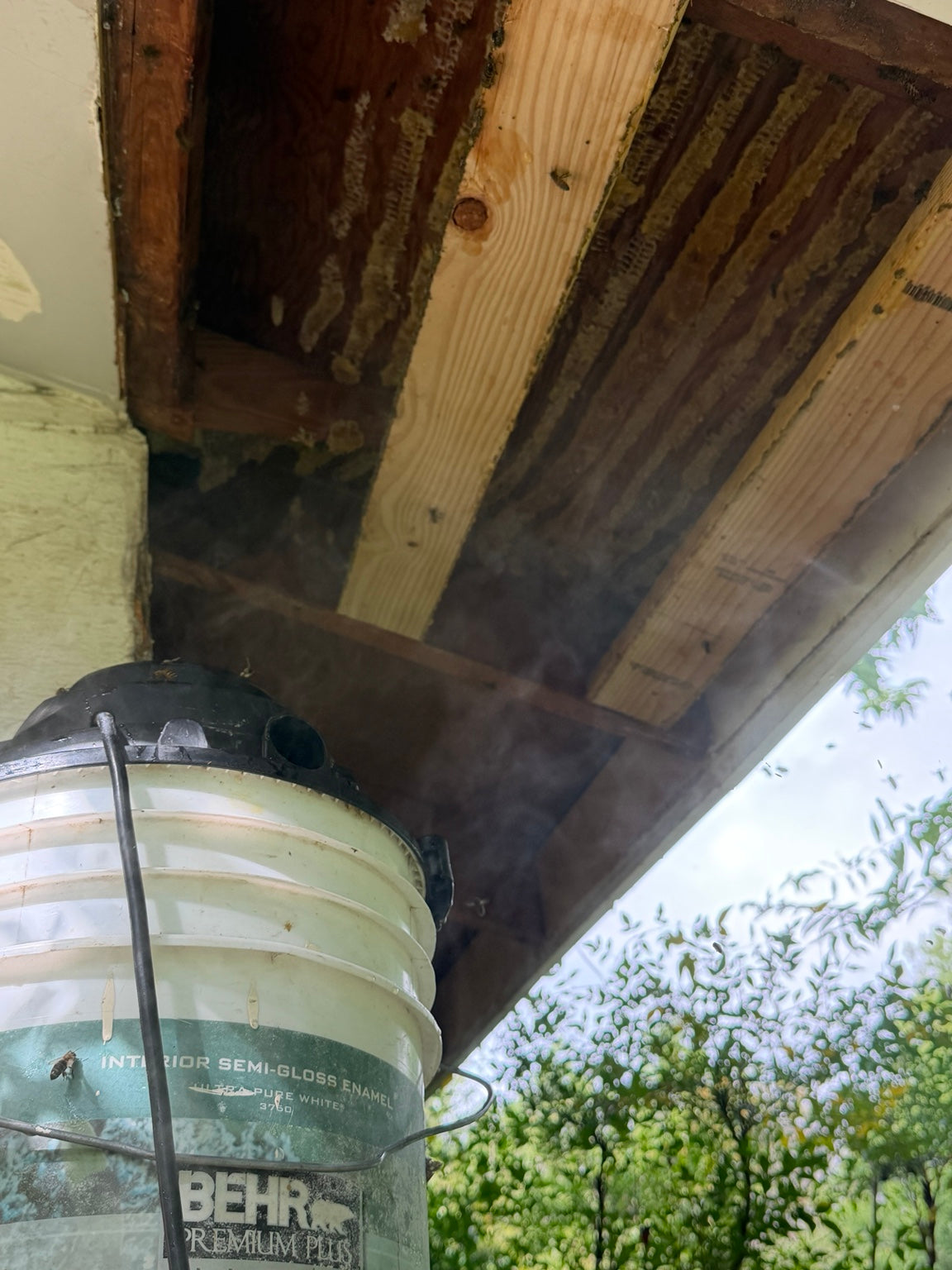 From Soffit to Hive: Relocating a Honey Bee Colony the Right Way