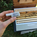 Mated Queen Bees