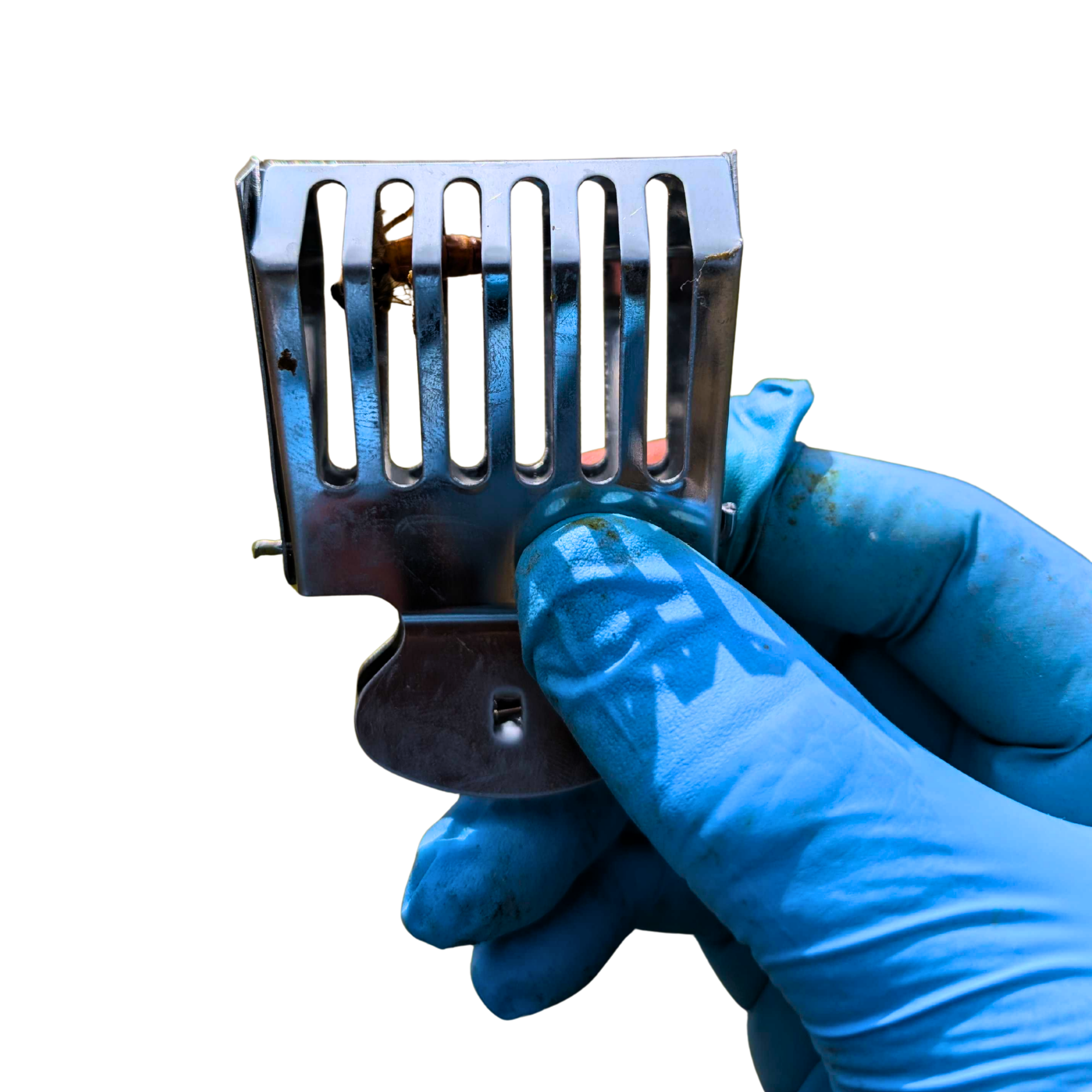 Queen Clip Stainless Steel