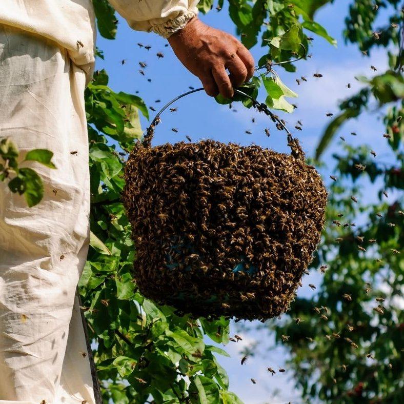 Swarm Removal