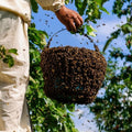 Swarm Removal