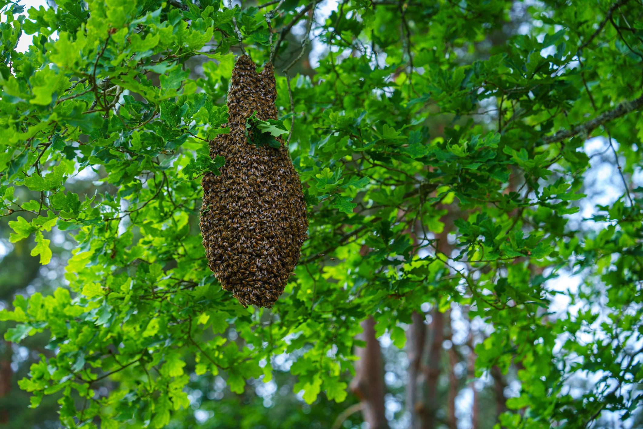 Swarm Removal