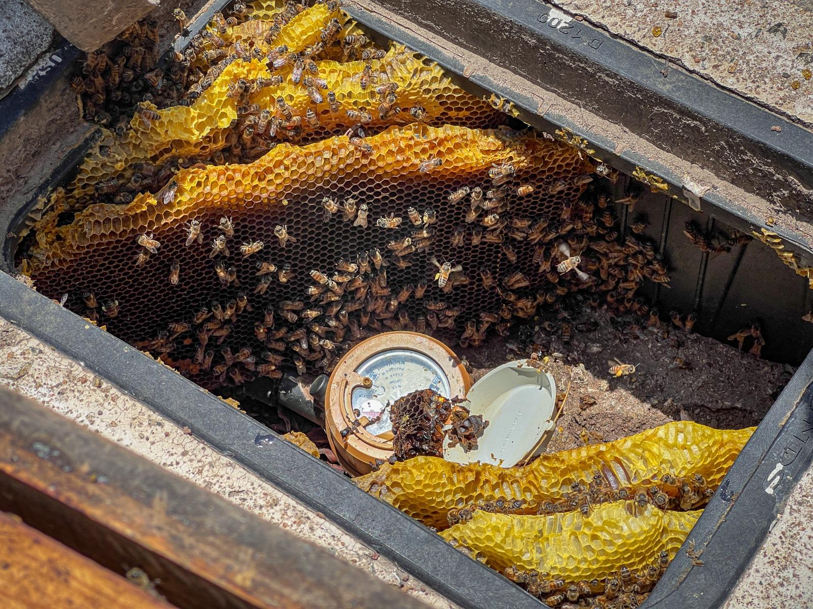 Valve Box Removal